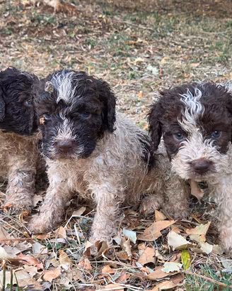 Lagotto romagnolo 