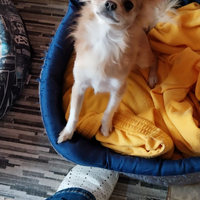 Maschietto di chihuahua per accoppiamento