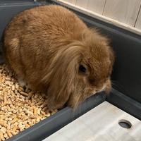 Conigli nano ariete - testa di leone