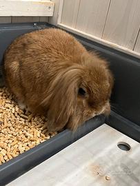 Conigli nano ariete - testa di leone