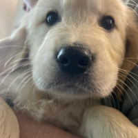 Cuccioli Golden Retriever