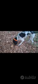 Cane da tartufo