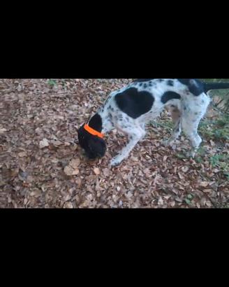 Cane da tartufo
