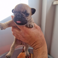 Buldog francesi maschi