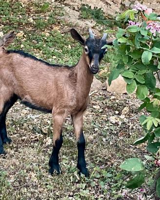 Capretti razza Camosciata delle Alpi