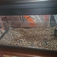 acquario