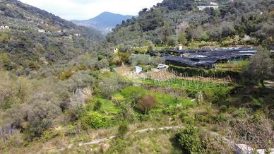 TER. AGRICOLO A VALLEBONA