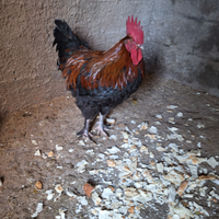 Gallo Marans