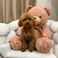 Barboncino mini toy red