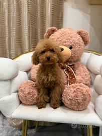 Barboncino mini toy red