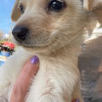 4 cuccioli di cane- taglia piccola