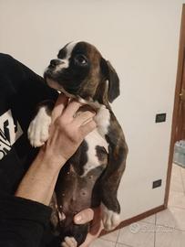 Cuccioli di boxer