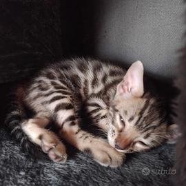 Cucciolo Bengala