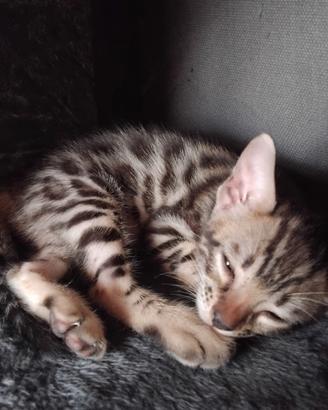 Cucciolo Bengala