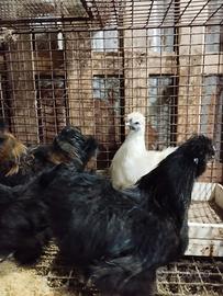 Galline