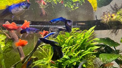 Guppy Delta Blue Moscow