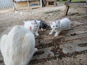 Gattini piccoli di 50 giorni ortona chieti