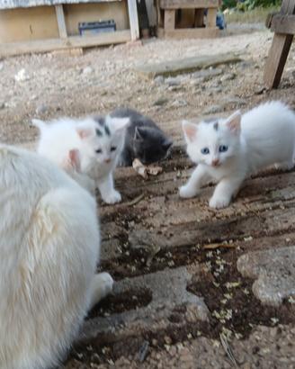 Gattini piccoli di 50 giorni ortona chieti