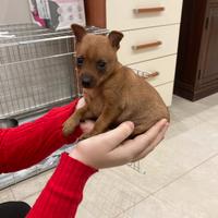Pinscher zwergpinscher