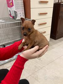 Pinscher zwergpinscher