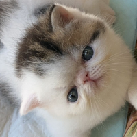 Gattini exotic shorthair. Alta geneologia