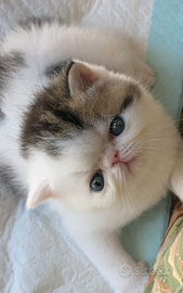 Gattini exotic shorthair. Alta geneologia