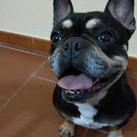 Bulldog francese femmina