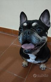 Bulldog francese femmina