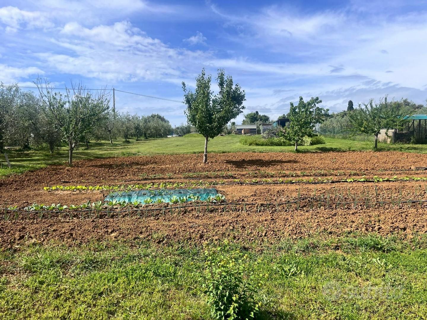 Terreno agric. a Cecina - Vista 5