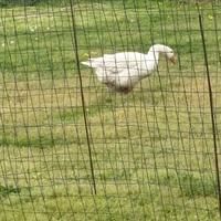 Oche anatre galline polli