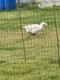 Oche anatre galline polli