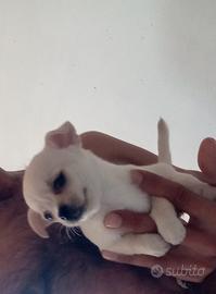 Chihuahua femminuccia