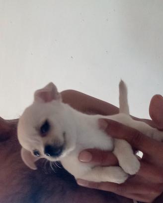 Chihuahua femminuccia