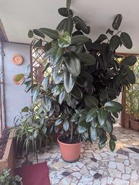 Pianta Ficus h 2.80