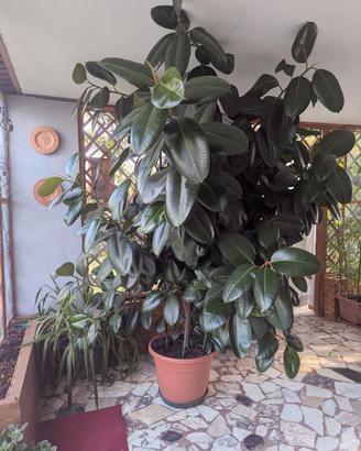 Pianta Ficus h 2.80