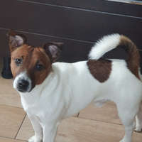 Jack russel con ottimo pedigree cerca fidanzata