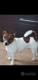 Jack russel con ottimo pedigree cerca fidanzata