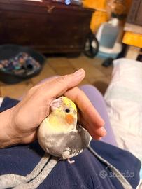 Calopsite adulti e giovani