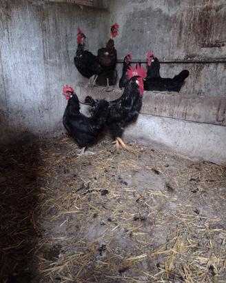 Galline, polli