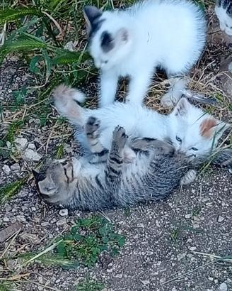 Questi gattini dolcisimi