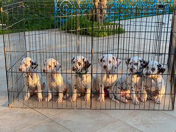 Cuccioli dalmata con pedigree