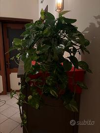 Pothos è una pianta d’appartamento molto bella