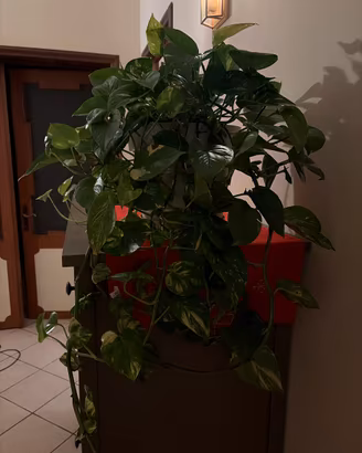 Pothos è una pianta d’appartamento molto bella