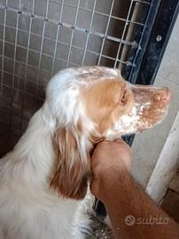 Setter Inglese