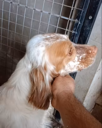 Setter Inglese