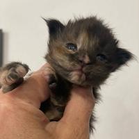 Cuccioli di maine coon dolcissimi e con pedigree