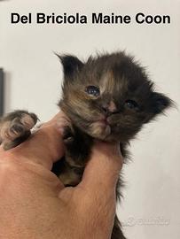 Cuccioli di maine coon dolcissimi e con pedigree