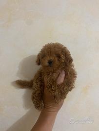 Barboncino red toy