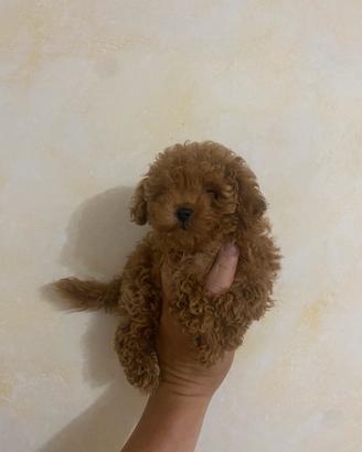 Barboncino red toy
