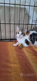 Gattina